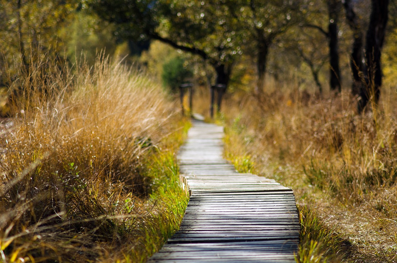 wooden track, path, trail-1932611.jpg